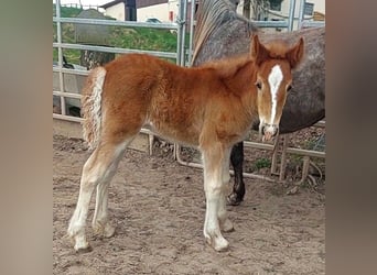 Gypsy Horse, Mare, Foal (02/2024), Chestnut-Red