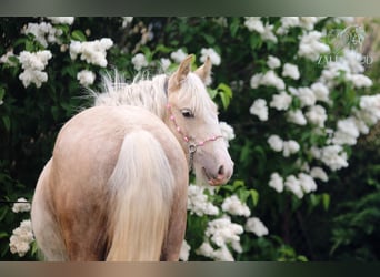 Gypsy Horse, Mare, Foal (01/2026), Palomino