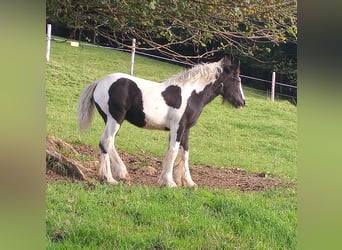 Gypsy Horse, Mare, Foal (05/2024), Pinto