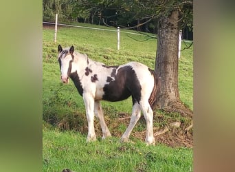 Gypsy Horse, Mare, Foal (04/2024), Pinto