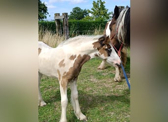 Gypsy Horse, Mare, Foal (05/2024), Sabino