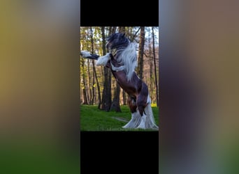 Gypsy Horse, Stallion, 11 years, 15,1 hh