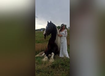 Gypsy Horse, Stallion, 11 years, 15,1 hh