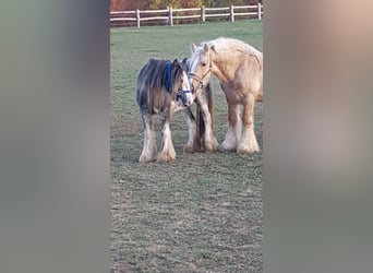 Gypsy Horse, Stallion, 12 years, 14.2 hh, Palomino