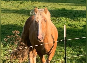 Gypsy Horse, Stallion, 12 years, 14.2 hh, Palomino