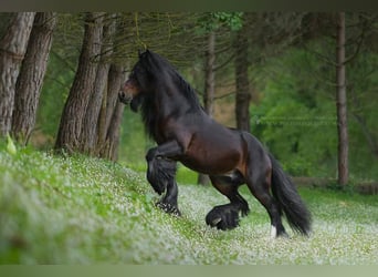 Gypsy Horse, Stallion, 13 years, 14.1 hh, Brown