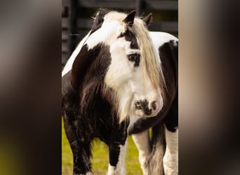 Gypsy Horse, Stallion, 13 years, 14.1 hh, Tobiano-all-colors