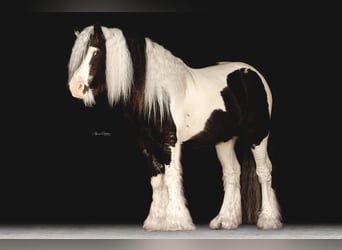 Gypsy Horse, Stallion, 13 years, 14.1 hh, Tobiano-all-colors