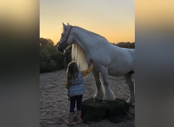 Gypsy Horse, Stallion, 13 years, 14,1 hh, White