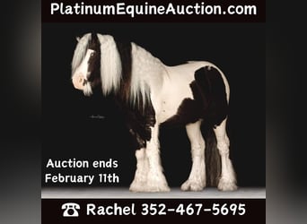 Gypsy Horse, Stallion, 14 years, 14,1 hh, Tobiano-all-colors