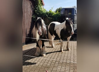 Gypsy Horse, Stallion, 18 years, 15,1 hh, Tobiano-all-colors