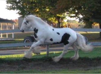 Gypsy Horse, Stallion, 19 years, 16 hh