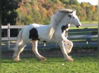 Gypsy Horse, Stallion, 19 years, 16 hh