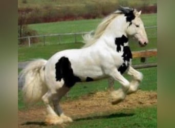 Gypsy Horse, Stallion, 19 years, 16 hh
