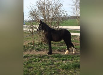 Gypsy Horse, Stallion, 1 year, 11.2 hh, Black