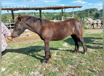 Gypsy Horse Mix, Stallion, 1 year, 12.2 hh, Brown