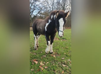 Gypsy Horse, Stallion, 1 year, 12,2 hh, Pinto