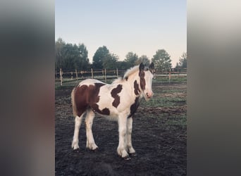 Gypsy Horse, Stallion, 1 year, 12.2 hh, Tobiano-all-colors