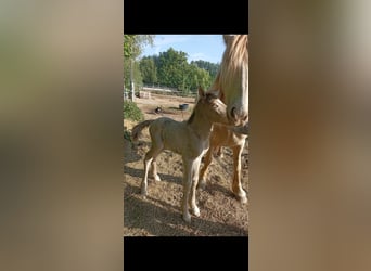Gypsy Horse, Stallion, 1 year, 12 hh, Champagne
