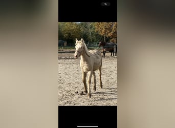 Gypsy Horse, Stallion, 1 year, 12 hh, Champagne