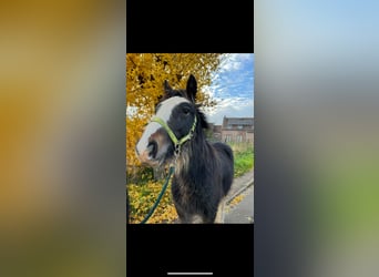 Gypsy Horse, Stallion, 1 year, 13,2 hh, Brown