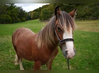 Gypsy Horse, Stallion, 1 year, 13,2 hh