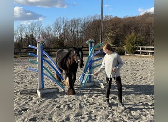 Gypsy Horse, Stallion, 1 year, 13 hh, Black