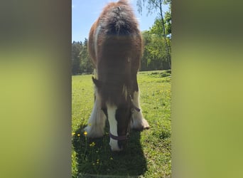 Gypsy Horse, Stallion, 1 year, 13 hh, Pinto