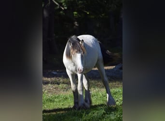 Gypsy Horse, Stallion, 1 year, 13,2 hh, Buckskin