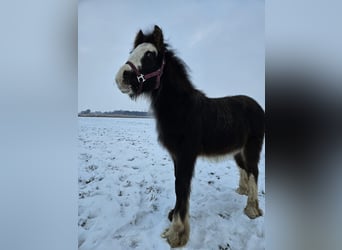 Gypsy Horse, Stallion, 1 year, 14,1 hh, Black