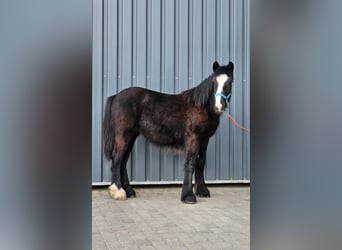 Gypsy Horse, Stallion, 1 year, 14.1 hh, Black