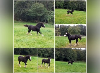 Gypsy Horse, Stallion, 1 year, 14.1 hh, Black