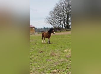 Gypsy Horse, Stallion, 1 year, 14.1 hh, Brown