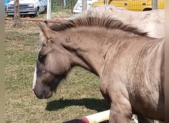 Gypsy Horse, Stallion, 1 year, 14,1 hh, Dun