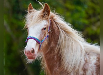 Gypsy Horse, Stallion, 1 year, 14.1 hh