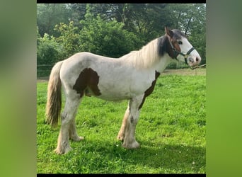 Gypsy Horse Mix, Stallion, 1 year, 14.1 hh, Pinto