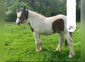 Gypsy Horse Mix, Stallion, 1 year, 14.1 hh, Pinto