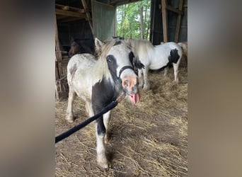 Gypsy Horse, Stallion, 1 year, 14.1 hh, Pinto