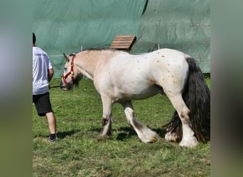 Gypsy Horse, Stallion, 1 year, 14.2 hh, Brown