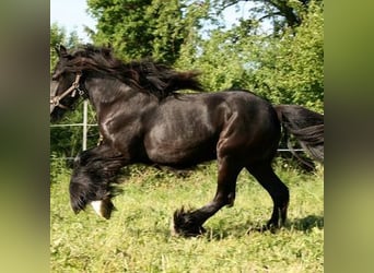 Gypsy Horse, Stallion, 1 year, 14.2 hh, Brown