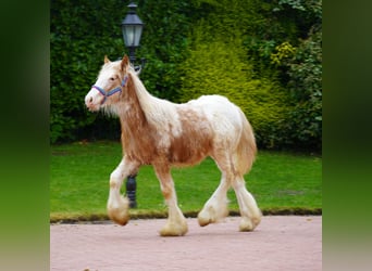 Gypsy Horse, Stallion, 1 year, 14.2 hh