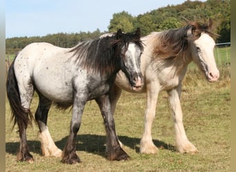 Gypsy Horse, Stallion, 1 year, 14.2 hh, Leopard-Piebald