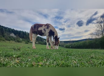 Gypsy Horse Mix, Stallion, 1 year, 14.2 hh, Pinto