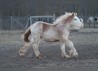 Gypsy Horse, Stallion, 1 year, 14.2 hh, Sabino