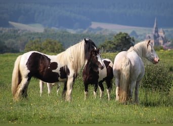 Gypsy Horse, Stallion, 1 year, 14.3 hh, Sabino