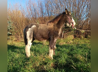 Gypsy Horse, Stallion, 1 year, 14 hh, Gray-Dark-Tan