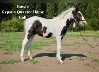 Gypsy Horse Mix, Stallion, 1 year, 14 hh