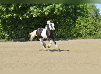 Gypsy Horse, Stallion, 1 year, 14 hh, Pinto