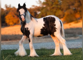 Gypsy Horse, Stallion, 1 year, 14,1 hh, Pinto