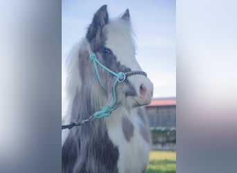 Gypsy Horse, Stallion, 1 year, 14,1 hh, Pinto